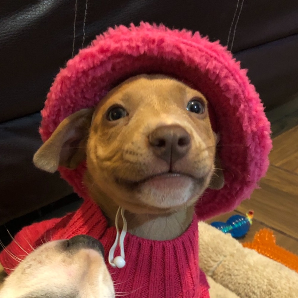 💖Dog Pink Hat💖